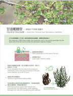 注活水感肌底原液 Restoring Complex Booster